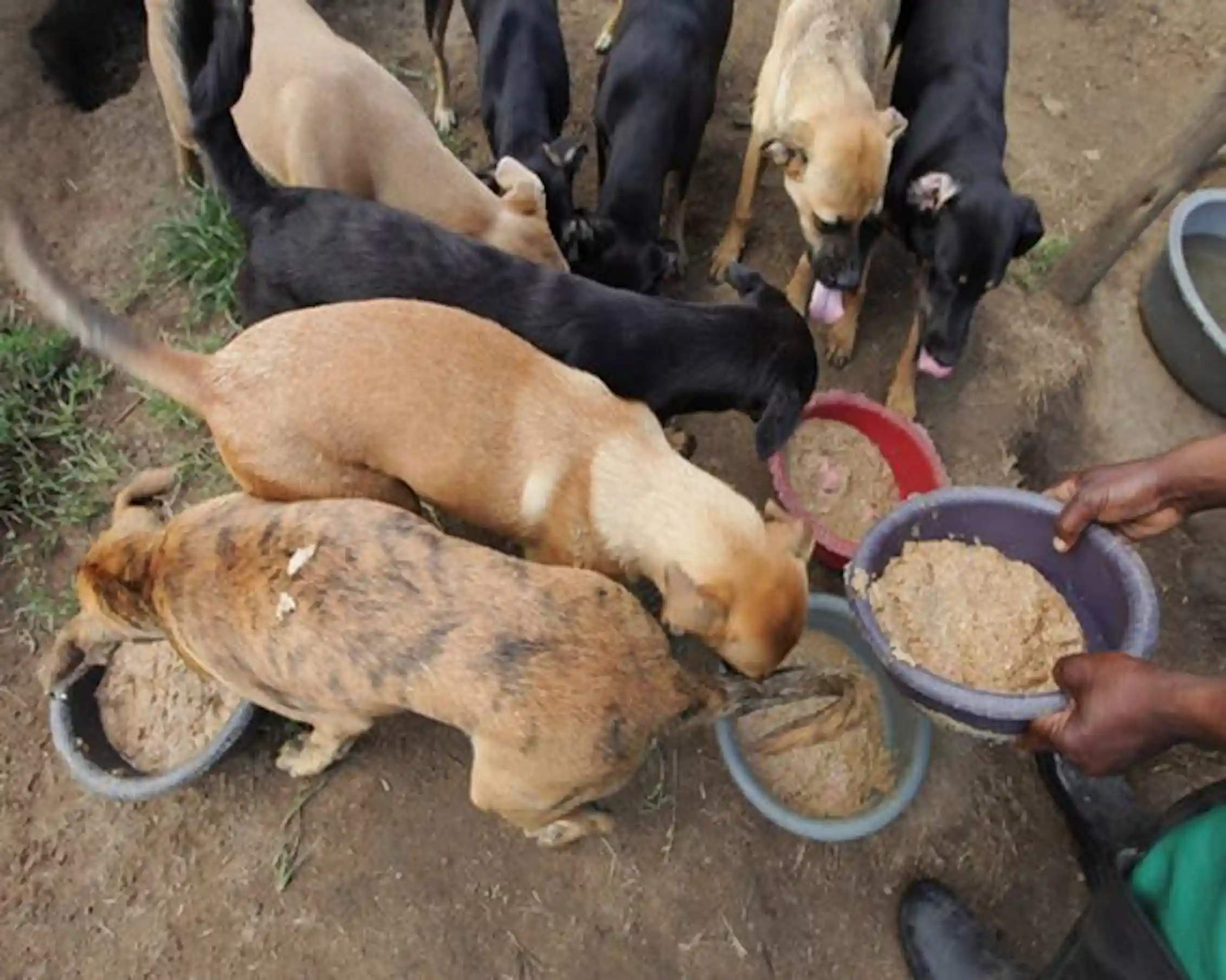 Dogs In The City On The Scent Of Zimbabwe s Urban History Zimbabwe Dogs In The City On The Scent Of Zimbabwe s Urban History Zimbabwe