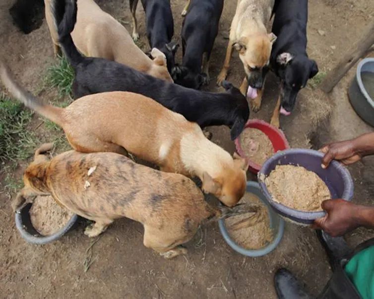 Dogs huddled together being fed.