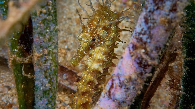 Los pilares del océano, amenazados por el ruido Los pilares del océano, amenazados por el ruido