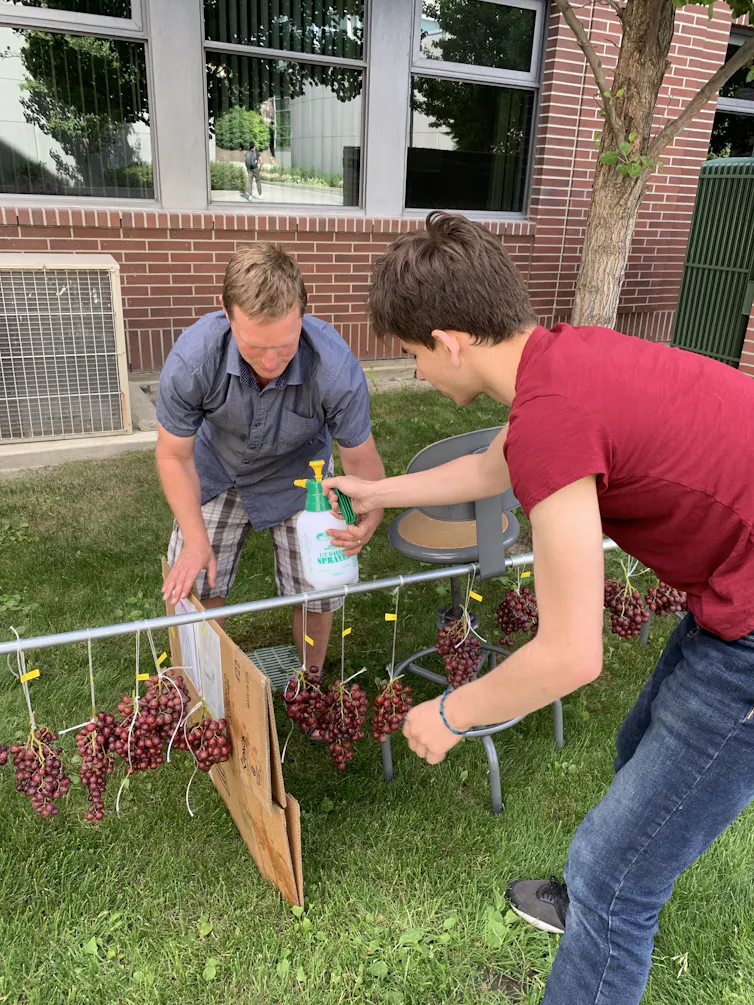 Testing of protecting sprays on grapes.