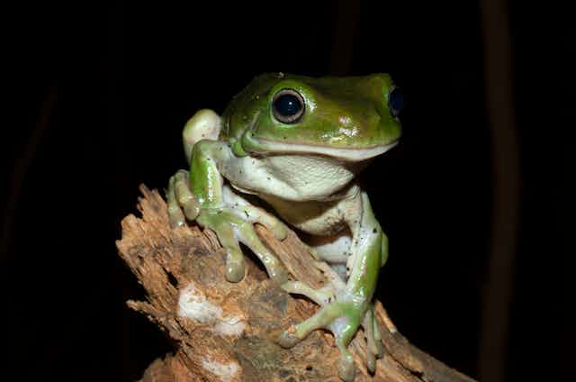 Green tree frog on a branch