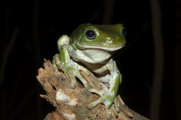 Green tree frog on a branch