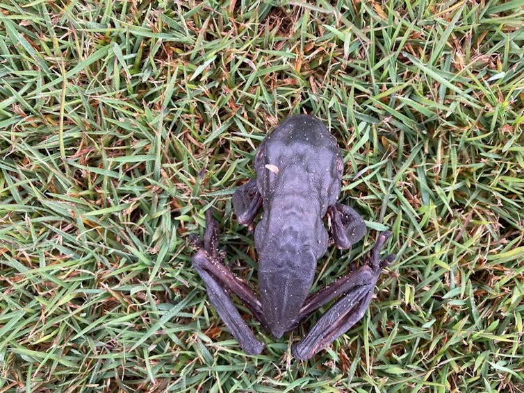A browned, shrivelled green tree frog
