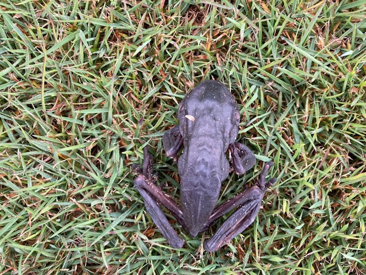 A browned, shrivelled green tree frog