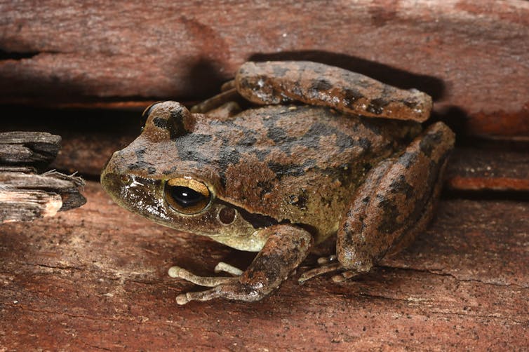 Dead, shrivelled frogs are unexpectedly turning up across eastern Australia. We need your help to find out why