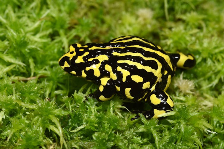 Dead, shrivelled frogs are unexpectedly turning up across eastern Australia. We need your help to find out why