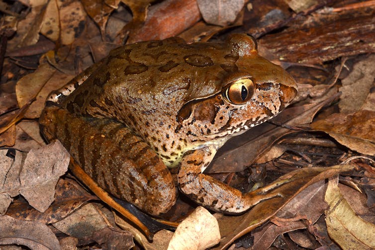Dead, shrivelled frogs are unexpectedly turning up across eastern Australia. We need your help to find out why