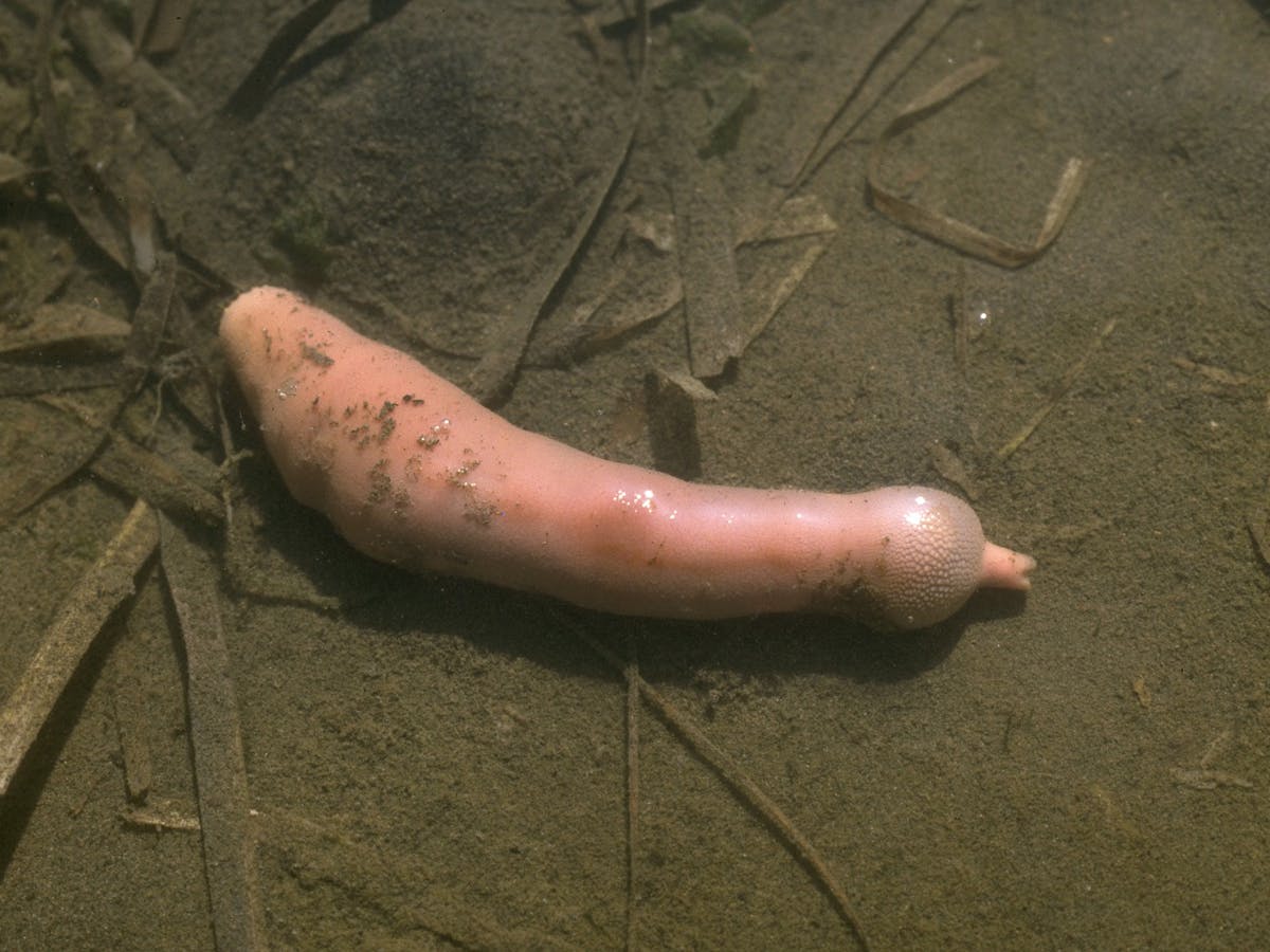 Meet the penis worm: don't look away, these widespread yet understudied sea  creatures deserve your love