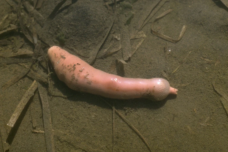 A phallic fish on the ocean floor
