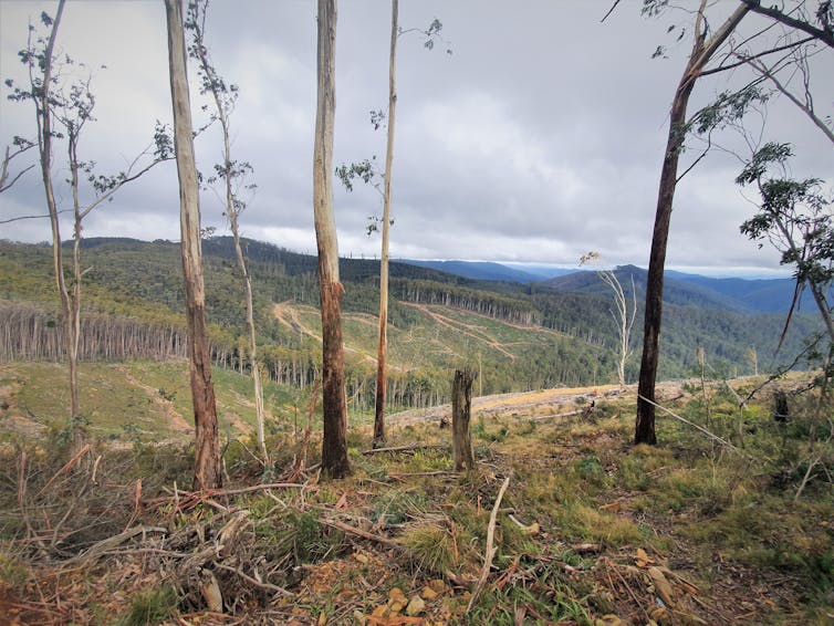 since they were listed as 'vulnerable' we’ve destroyed more of their habitat