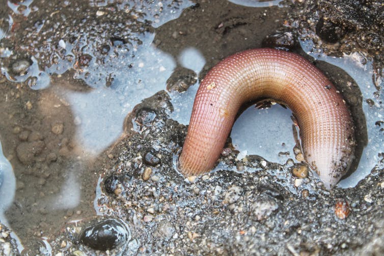 Meet the penis worm: don't look away, these widespread yet understudied sea creatures deserve your love