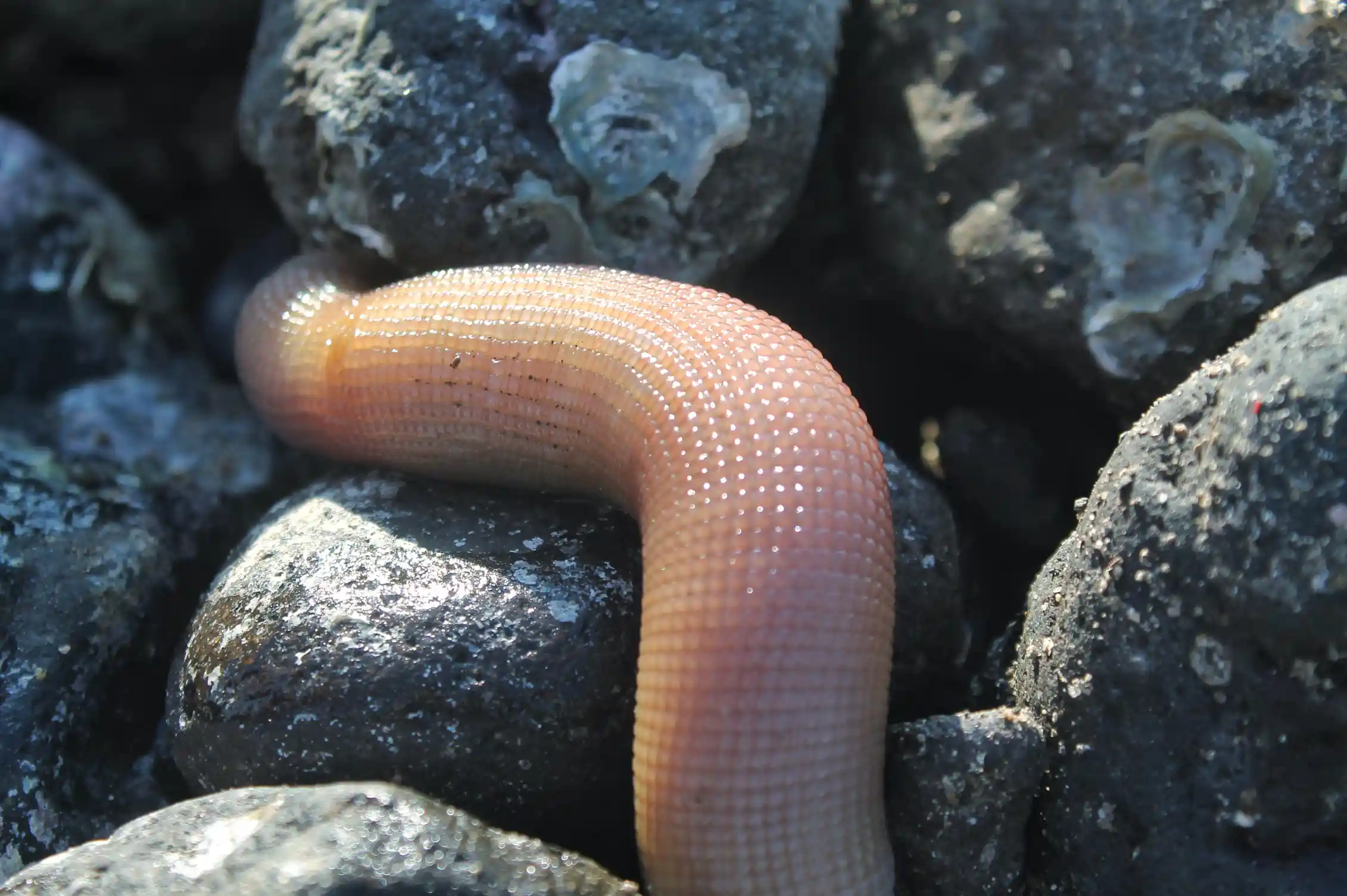 Meet the penis worm: don't look away, these widespread yet understudied ...