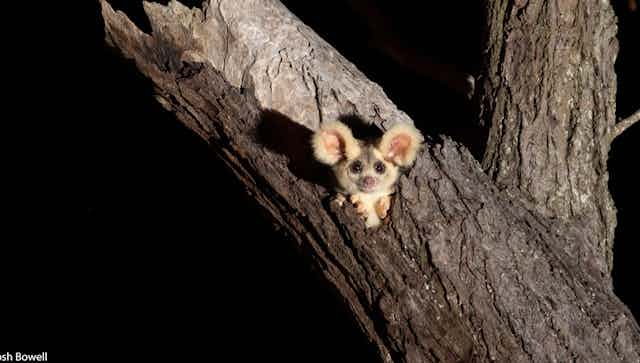 A pale morph greater glider emerging from a hollow