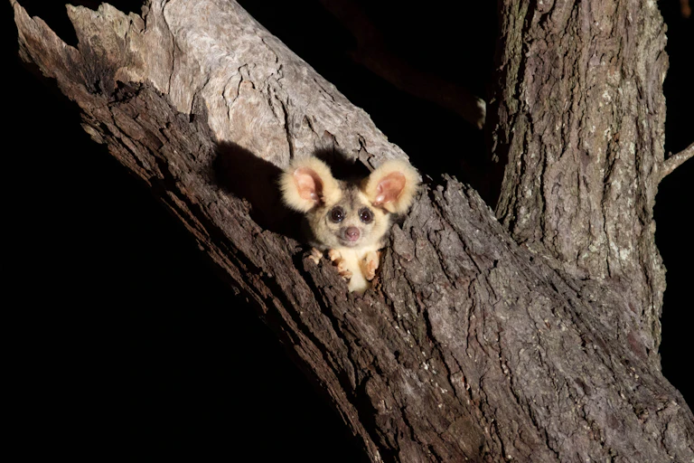 A pale morph greater glider emerging from a hollow