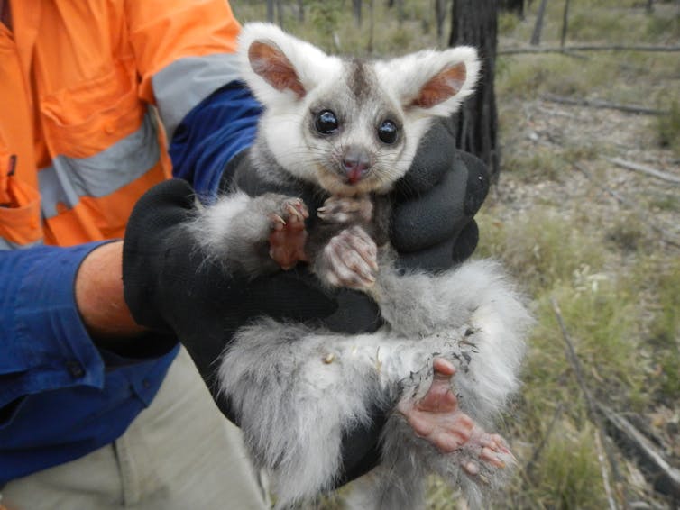 Australia has failed greater gliders: since they were listed as 'vulnerable' we’ve destroyed more of their habitat