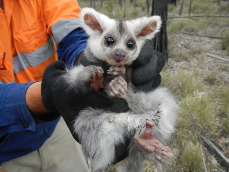since they were listed as 'vulnerable' we’ve destroyed more of their habitat