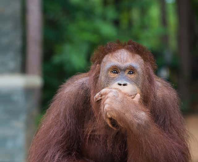 An orangutan looking thoughtful