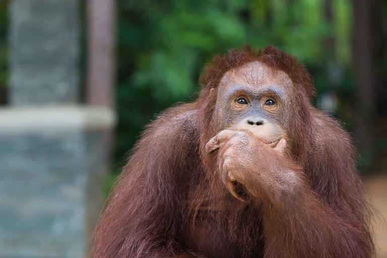 An orangutan looking thoughtful