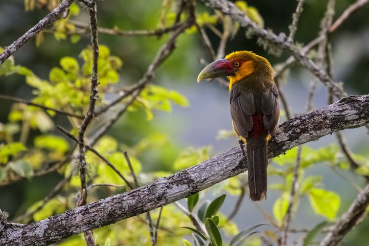 A yellow-chested and green-feathered tropical bird sitting on a branch.