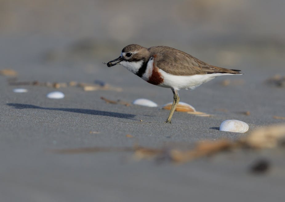 A double banded dotterel.