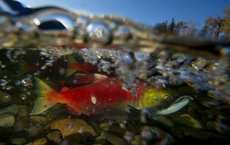 A red and gold salmon swimming