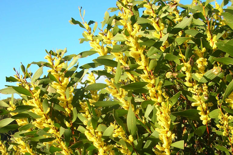 Coast Wattle.