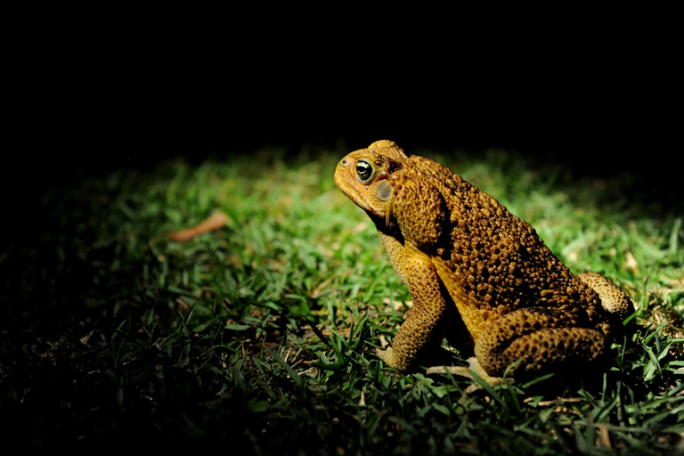 cane toad