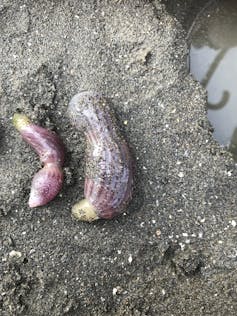 Two phallic worms on the sand