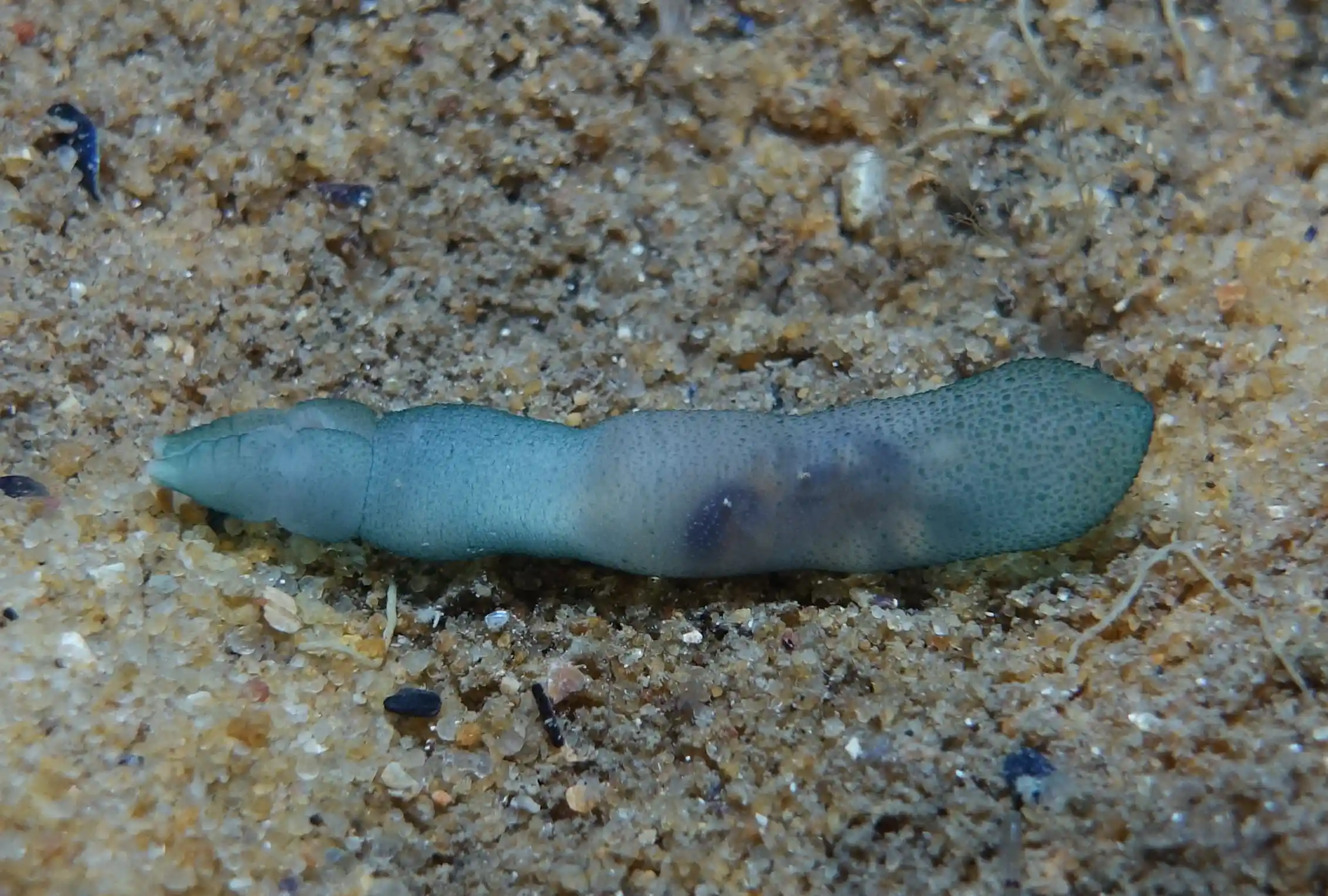 Meet the penis worm: don't look away, these widespread yet understudied ...
