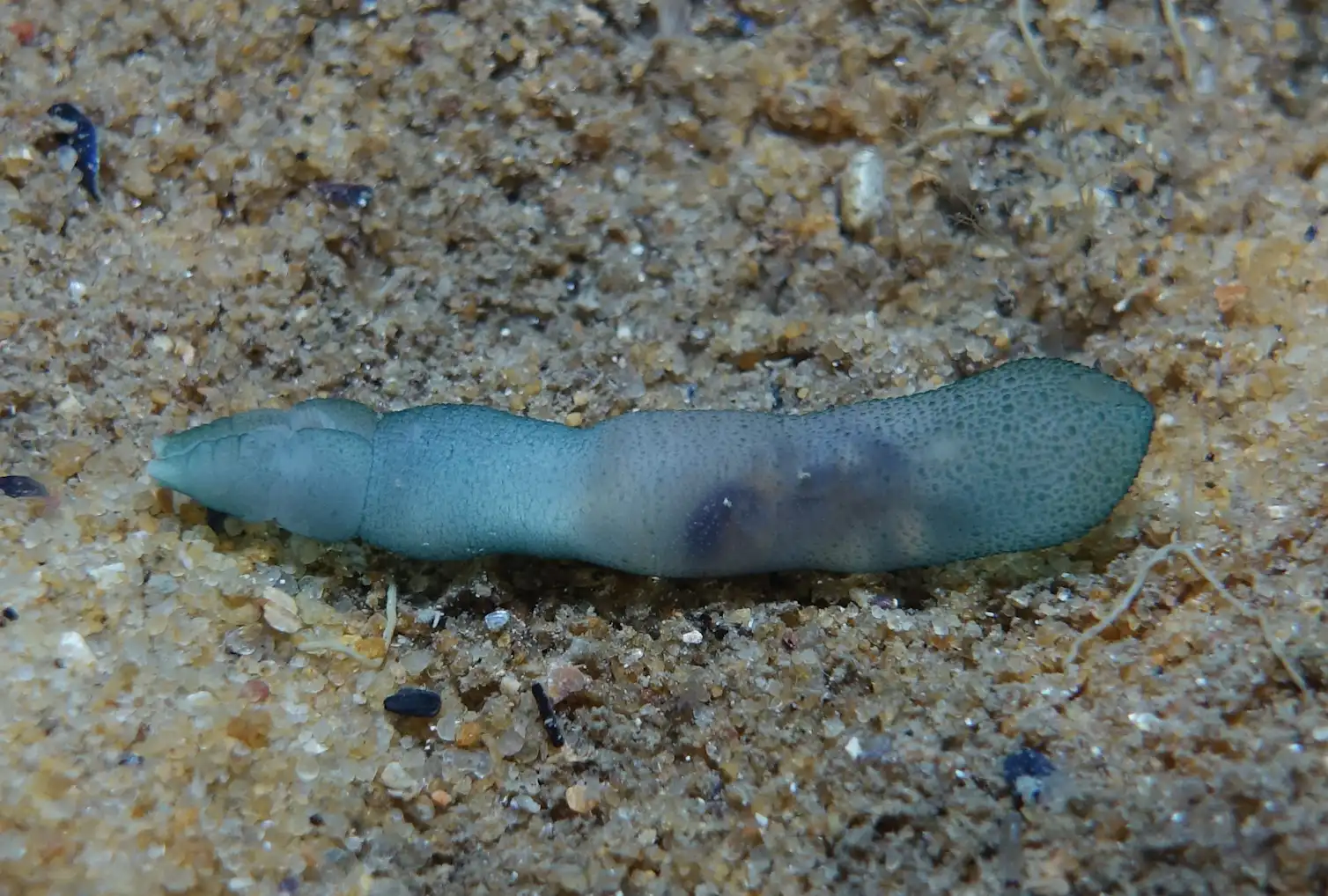 Meet the penis worm: don't look away, these widespread yet understudied ...