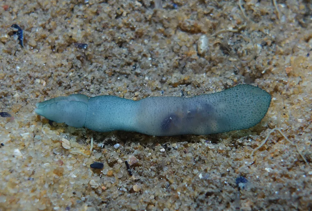 Meet the penis worm: don’t look away, these widespread yet understudied ...