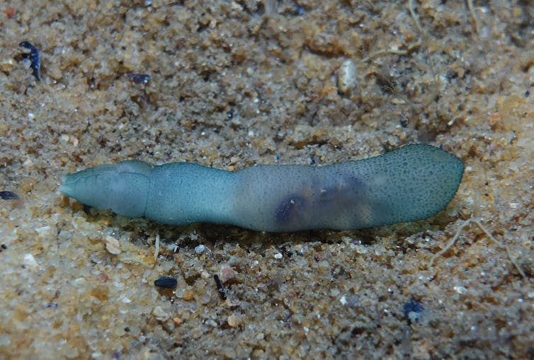 A blue penis worm