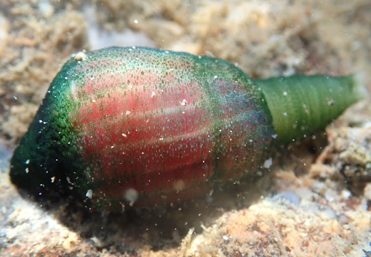 Meet the penis worm: don't look away, these widespread yet understudied sea creatures deserve your love