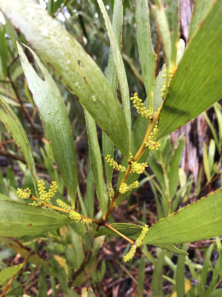 Planning to plant an Australian native like wattle? Read this first — you might be spreading a weed