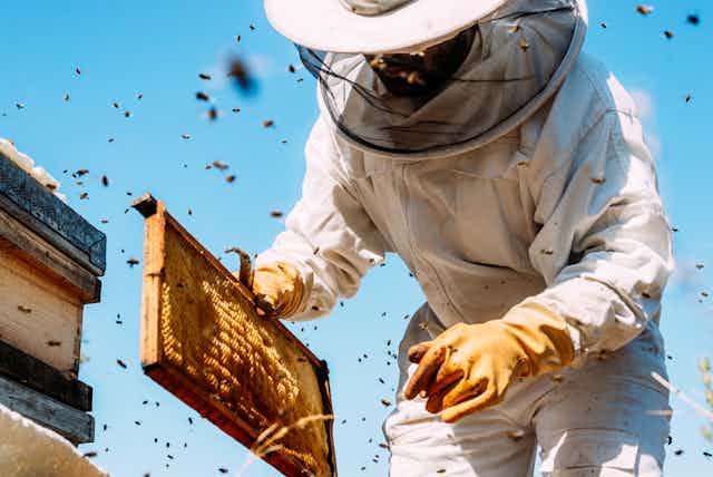 Beekeeper in white beekeeping suit collecting honey from hive.