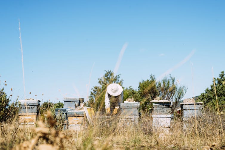 Beehives in field with beekeeper.