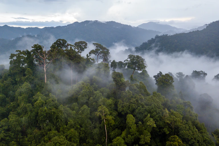 Aerial view of a rainforest.