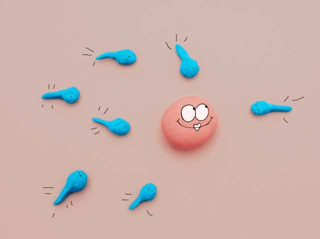 A clay representation of sperm swimming towards an egg.