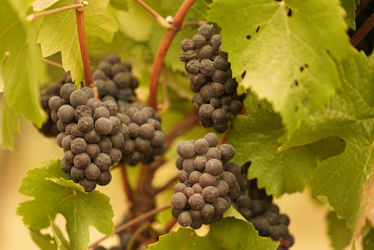 Des raisins couverts de cendre dans un vignoble