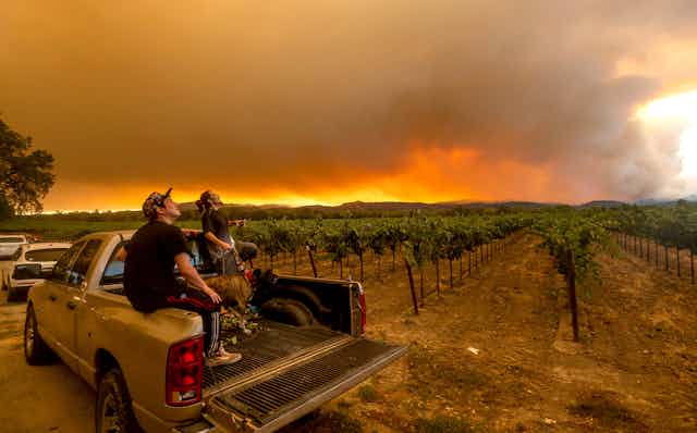 Wildfire smoke billowing near a vineyard
