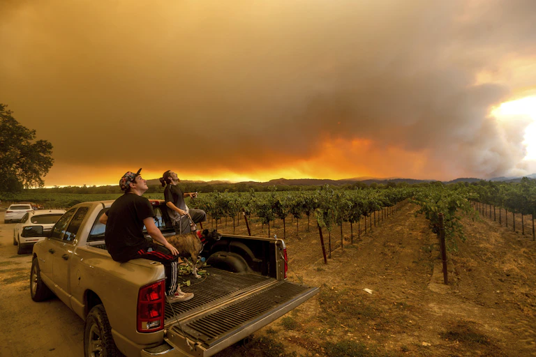 Wildfire smoke billowing near a vineyard