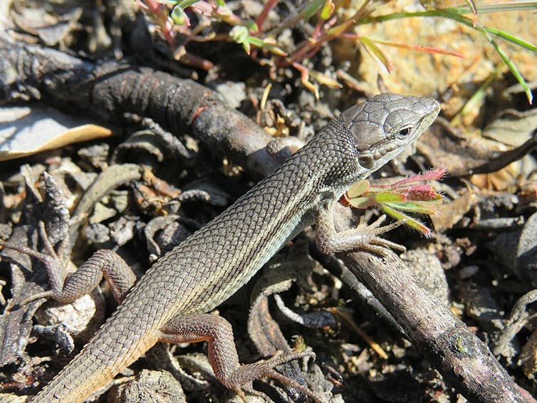 Research showed the Mediterranean skink can smell a fire.