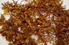 Brown Sargassum seaweed.