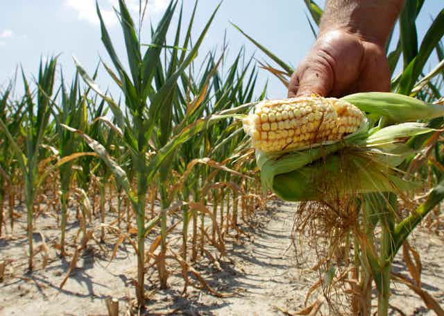 A hand holds a cob of heat-stricken corn in a corn field