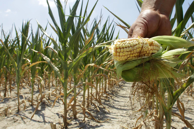 A hand holds a cob of heat-stricken corn in a corn field