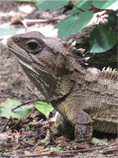 Male tuatara