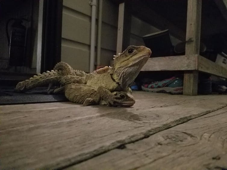 Tuatara mating