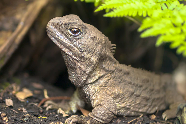 Tuatara