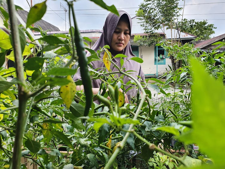 Muslim woman tends to garden