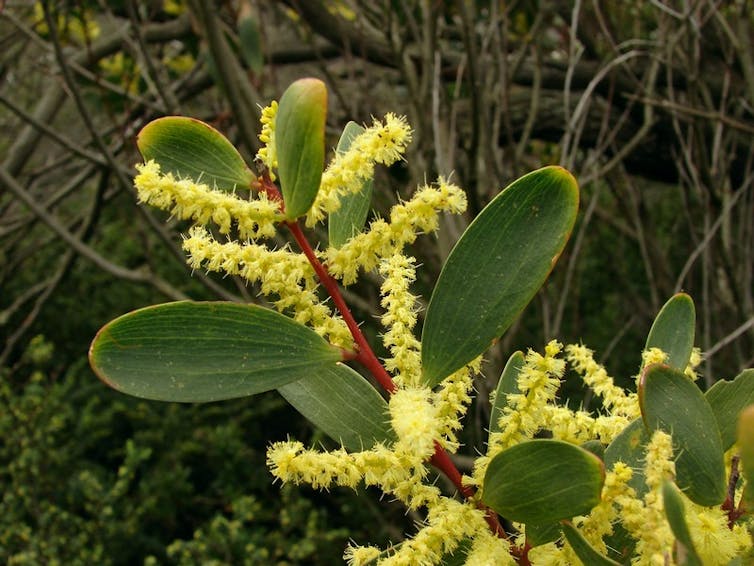 _Acacia longifolia subsp. sophorae_, also known as 'Coastal Wattle', has shorter, stubby leaves.